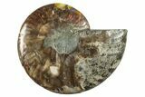 Cut & Polished Ammonite Fossil (Half) - Madagascar #282632-1